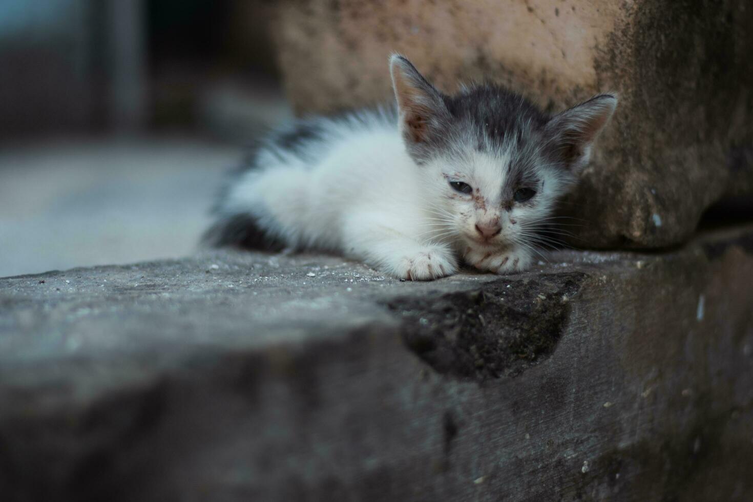 a sleeping kitten having finished eating photo