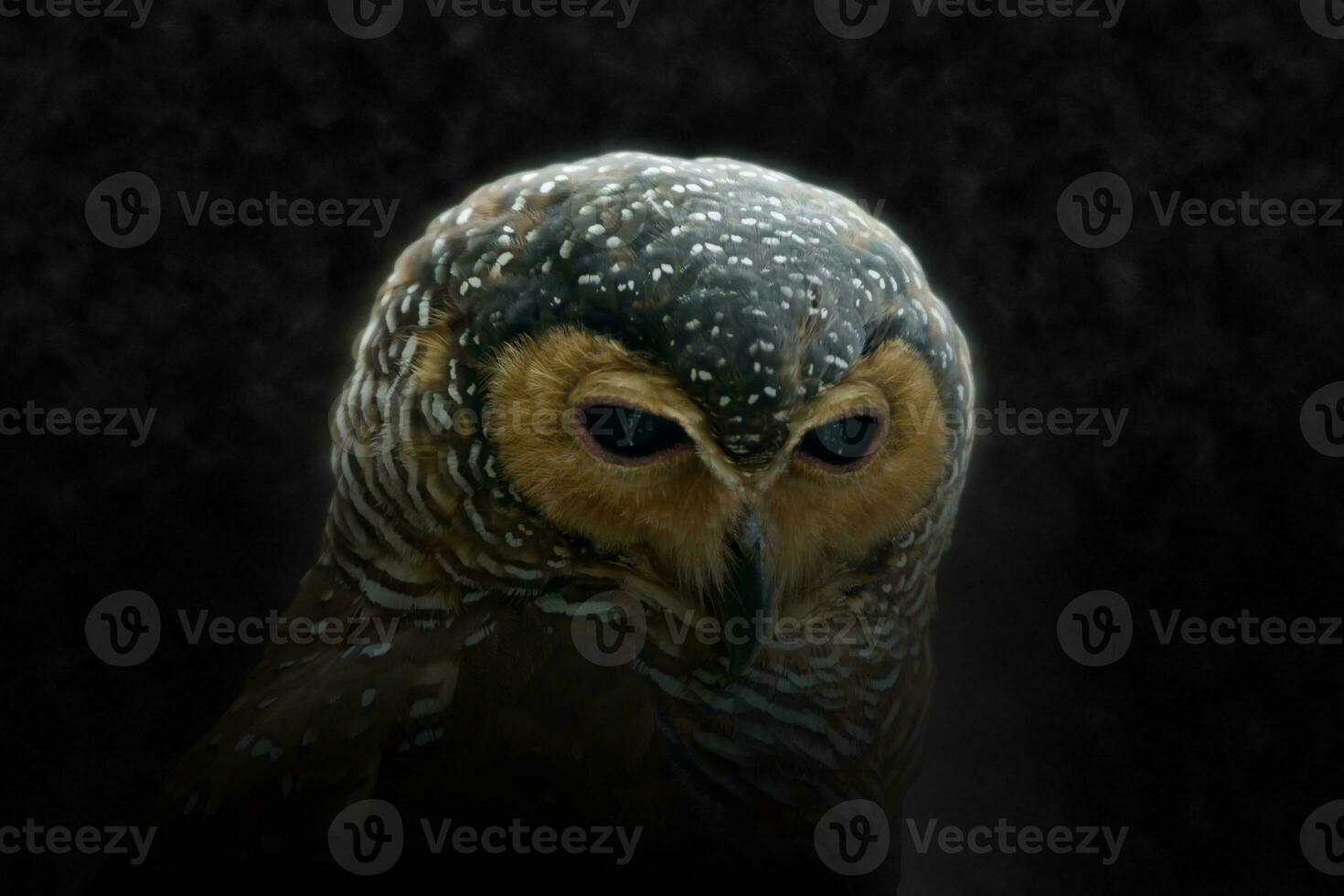 Close up of beautiful spotted wood owl. photo