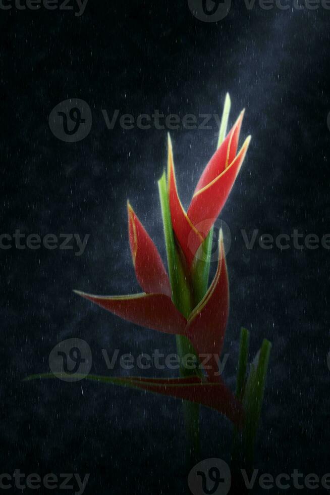 Beautiful Heliconia Fire Bird blooming the rains. photo