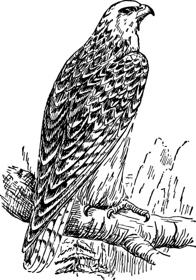 Gyrfalcon, vintage illustration. vector