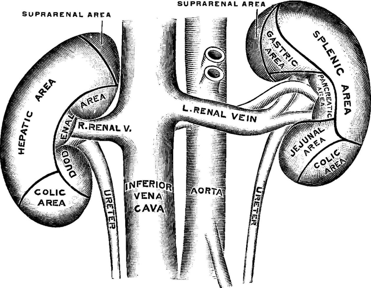Anterior Surface of the Kidneys, vintage illustration. vector
