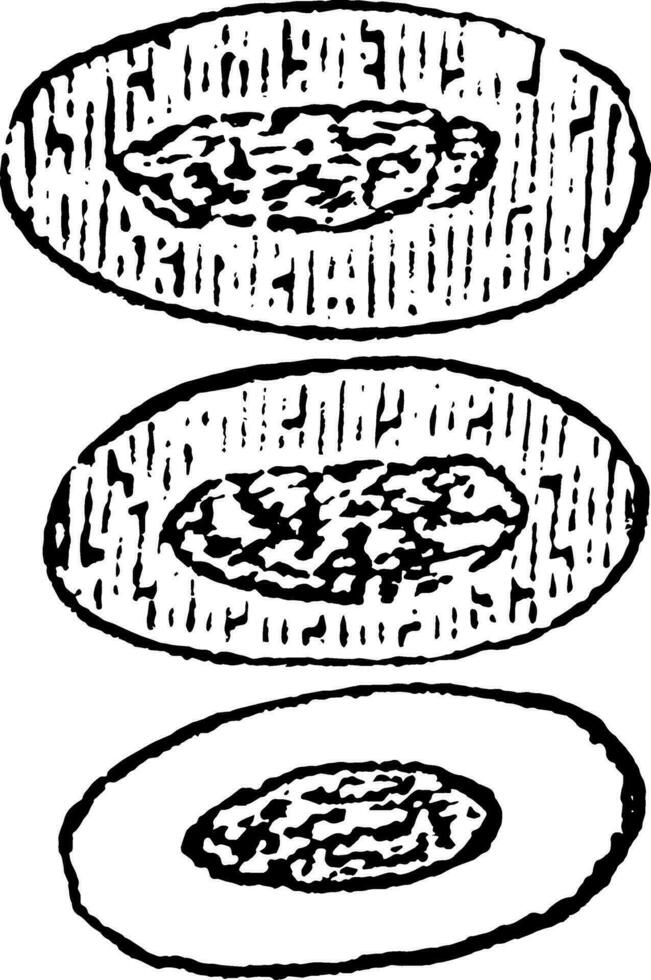 Effect of Acetic Acid on Red Blood Cells, vintage illustration vector