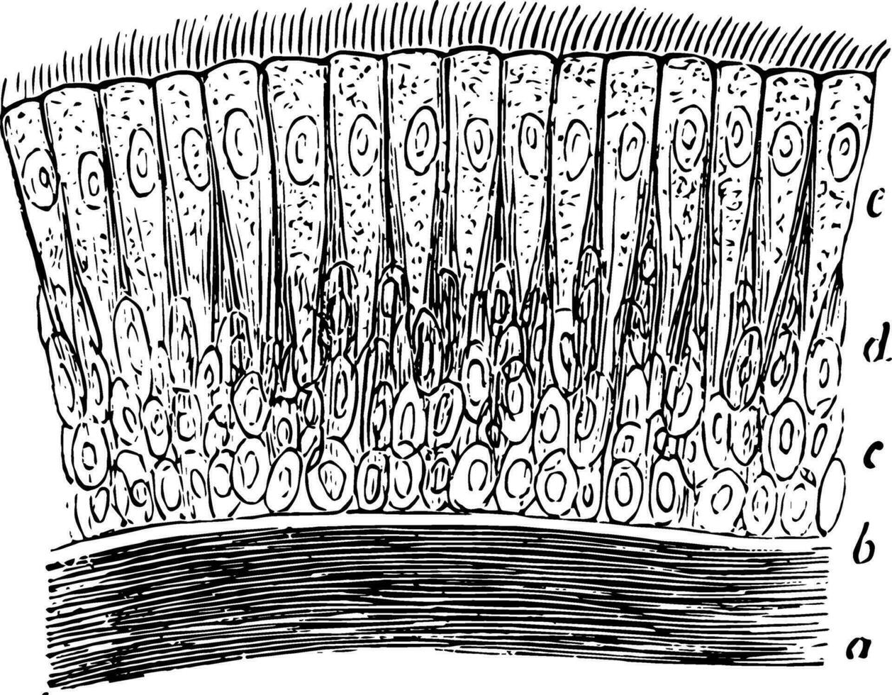 Ciliary Epithelium, vintage illustration vector