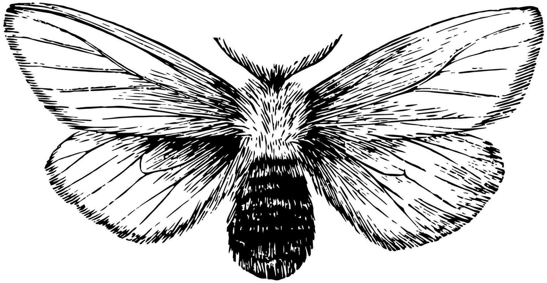 BrownTail Moth, vintage illustration. vector