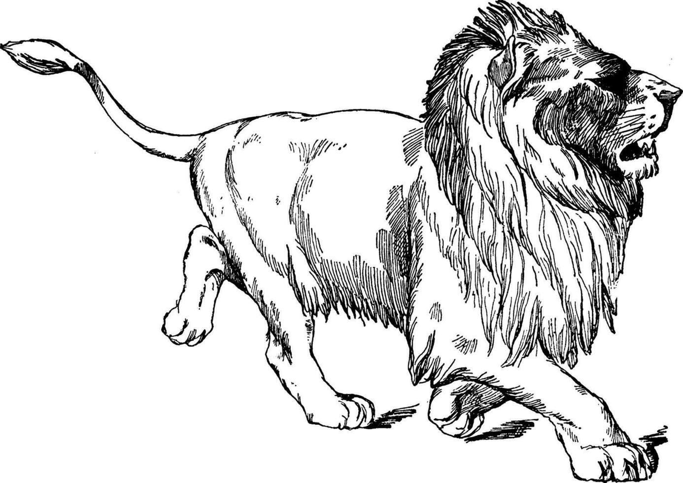 caminando león es un estatua de león en eso natural forma, Clásico grabado. vector