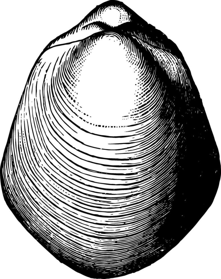 Pentamerus Brachiopod, vintage illustration. vector