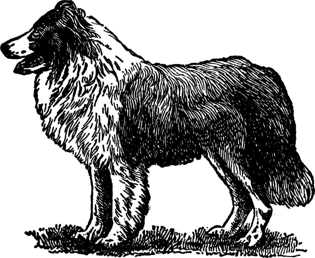 Collie, vintage illustration. vector