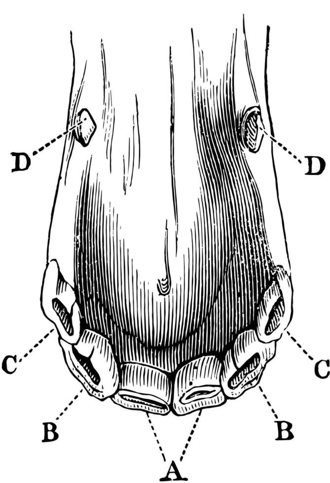 Incisor and Canine Horse Teeth, vintage illustration. vector