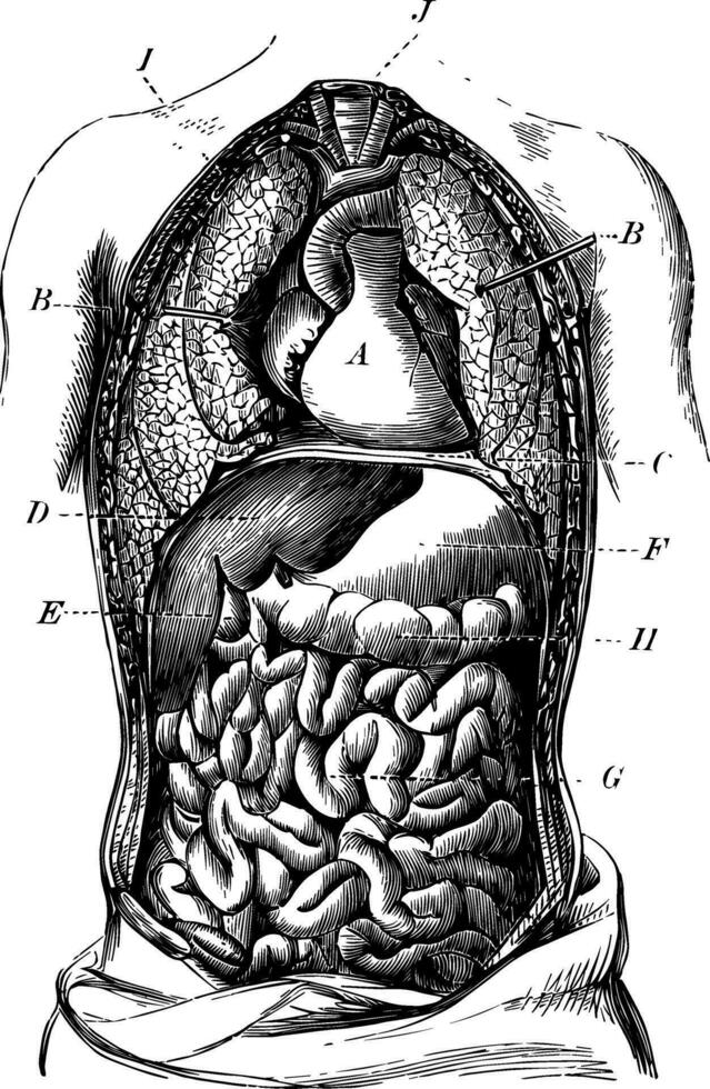 torso, Clásico ilustración vector