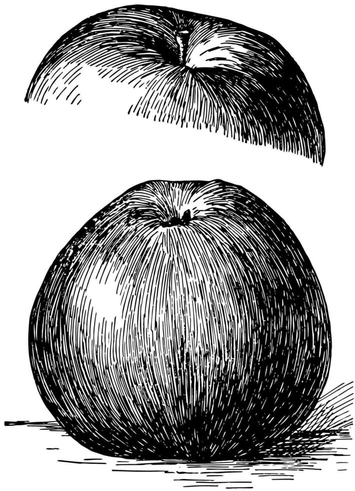 Baldwin Apple vintage illustration. vector