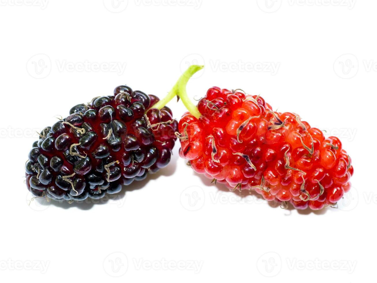 fresh organic mulberry photo