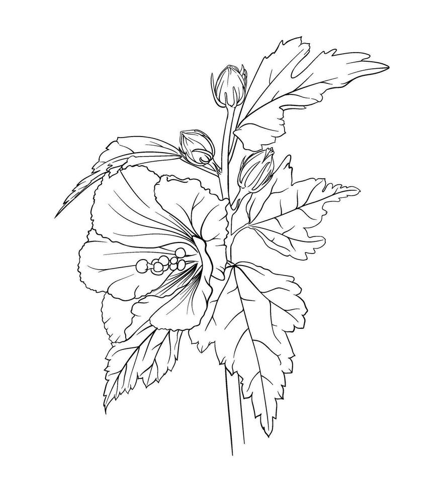 hibiscus branch. vector botanical hand drawn illustration of flowers, leaves and buds. outline for coloring