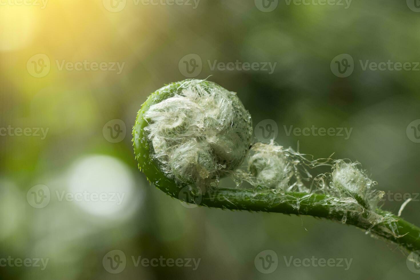 New leaf of  black tree fern. photo