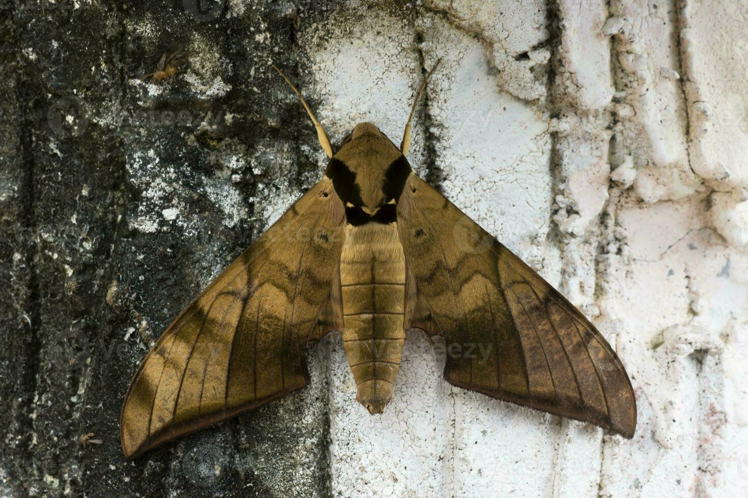 ambulyx pryeri es un polilla de el sphingidae familia foto