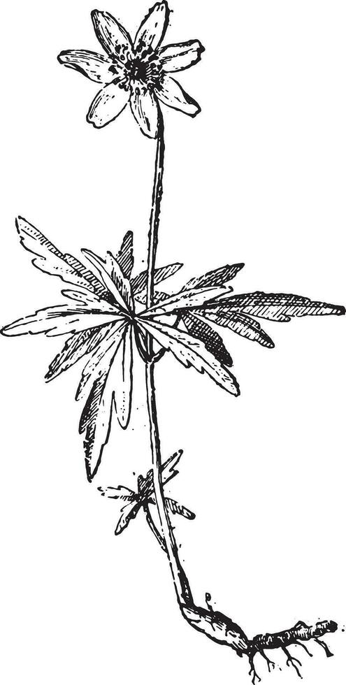 Wood anemone, vintage engraving. vector