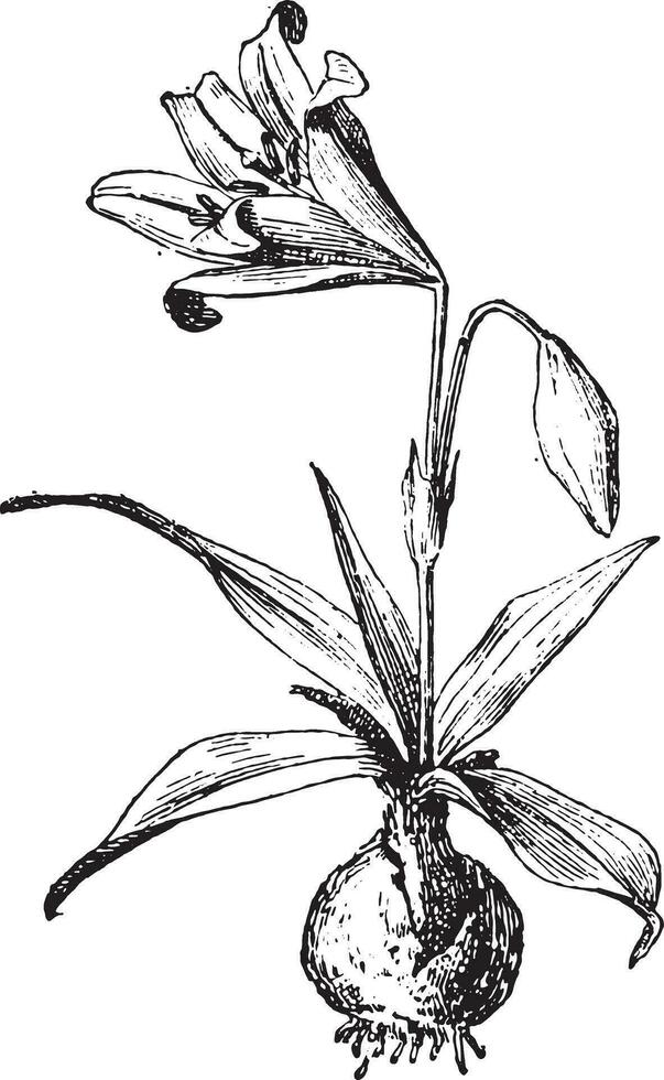 Amaryllis, vintage engraving. vector