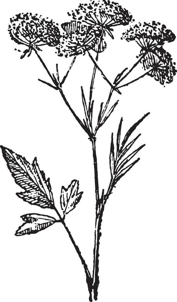 Anise, vintage engraving. vector