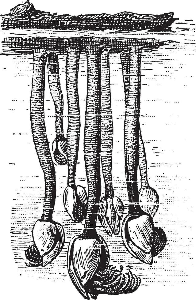 Barnacle, vintage engraving. vector