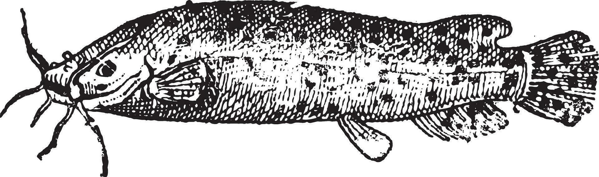 Electric Catfish or Malapterurus sp., vintage engraving vector