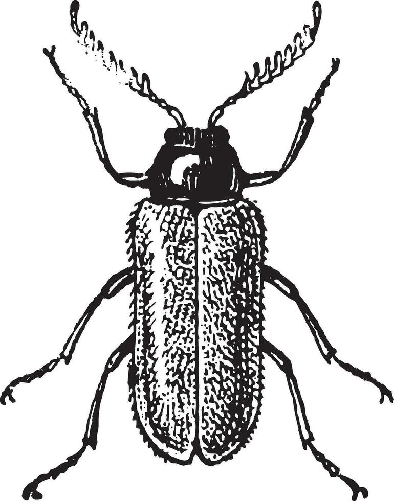 Malacodermata, vintage engraving vector