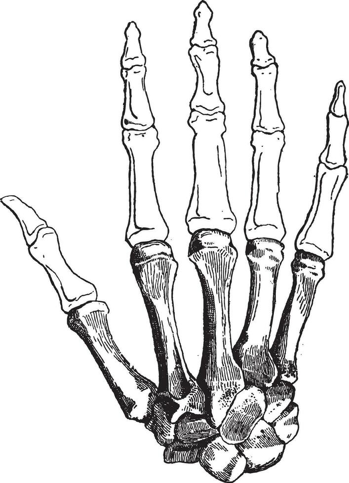 Bones of a Human Hand, vintage engraving vector