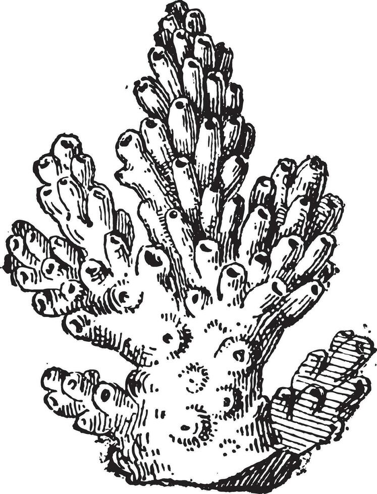 coral o antozoarios, Clásico grabado vector