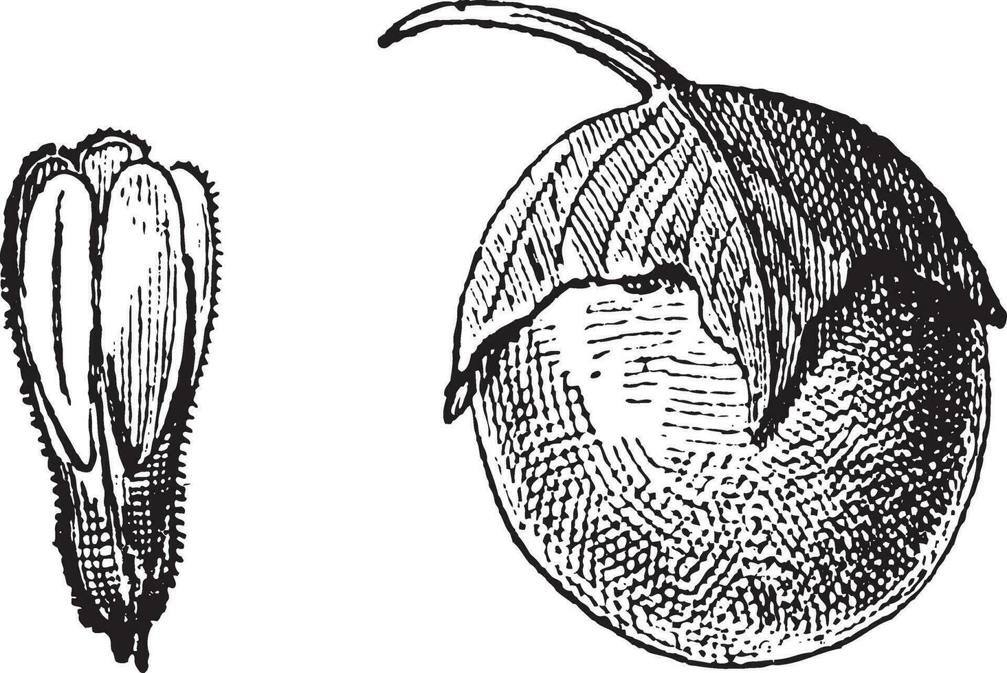 Mandrake or Mandragora sp., vintage engraving vector
