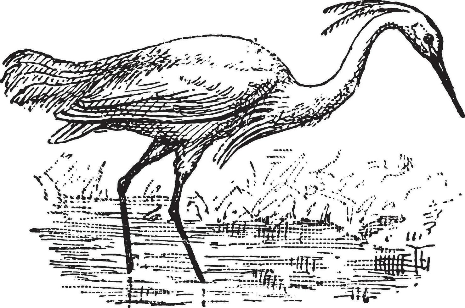 Egret, vintage engraving. vector