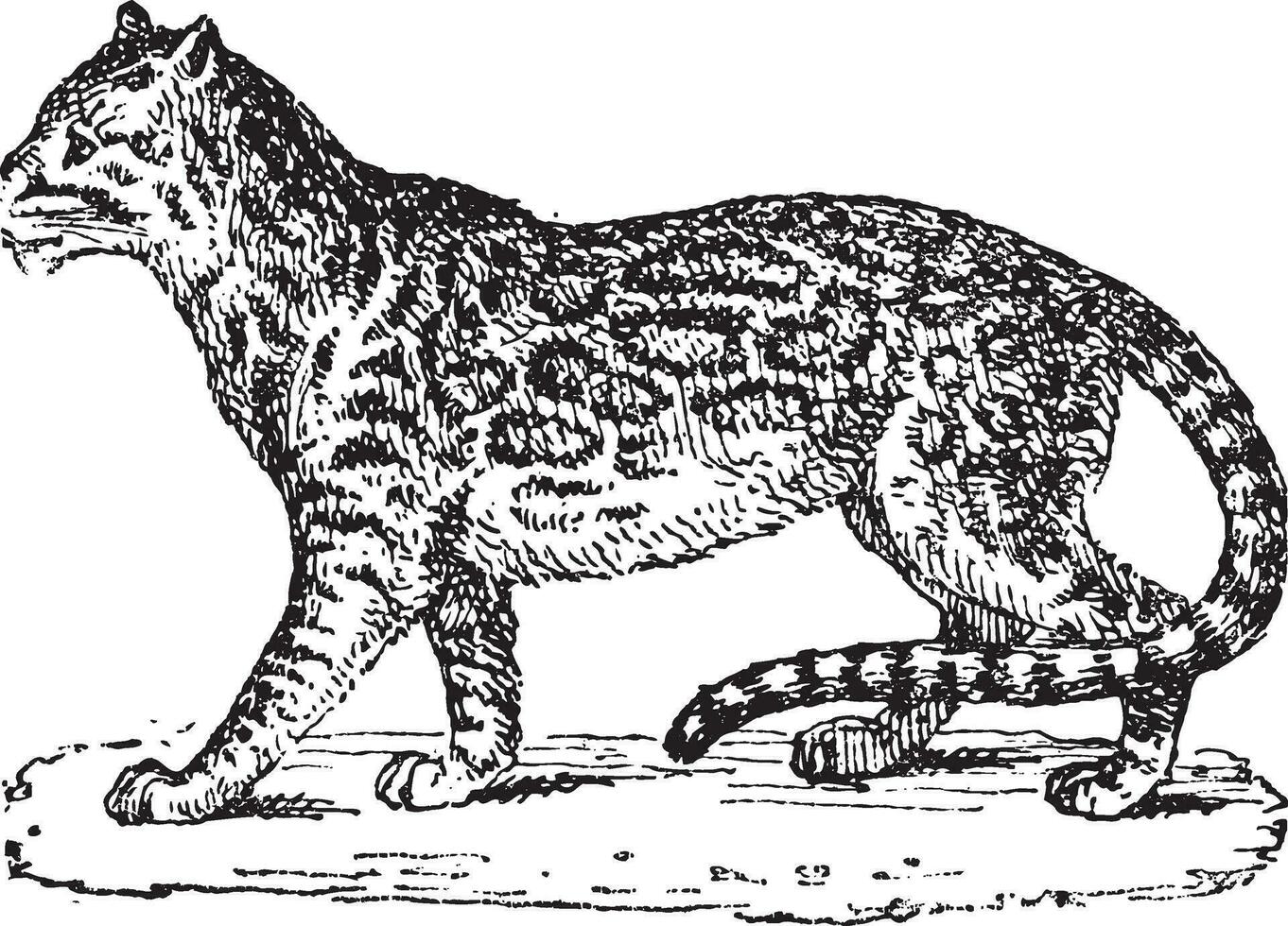 Ocelot or Dwarf Leopard or Leopardus pardalis, vintage engraving vector