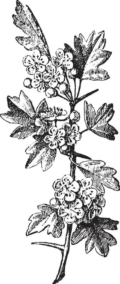 Crataegus, vintage engraving. vector