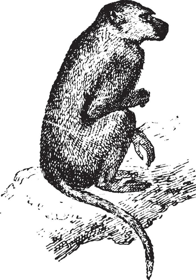 Baboon, vintage engraving. vector