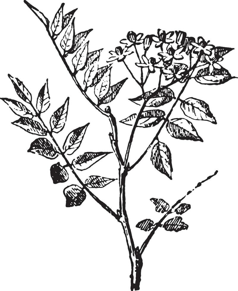 Mahogany, vintage engraving. vector