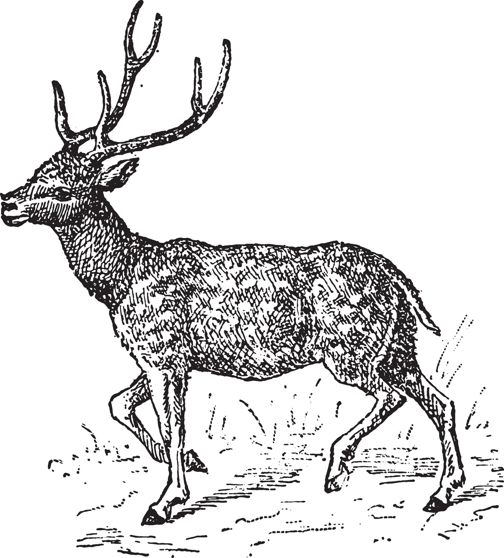 Axis deer, vintage engraving. 35372856 Vector Art at Vecteezy