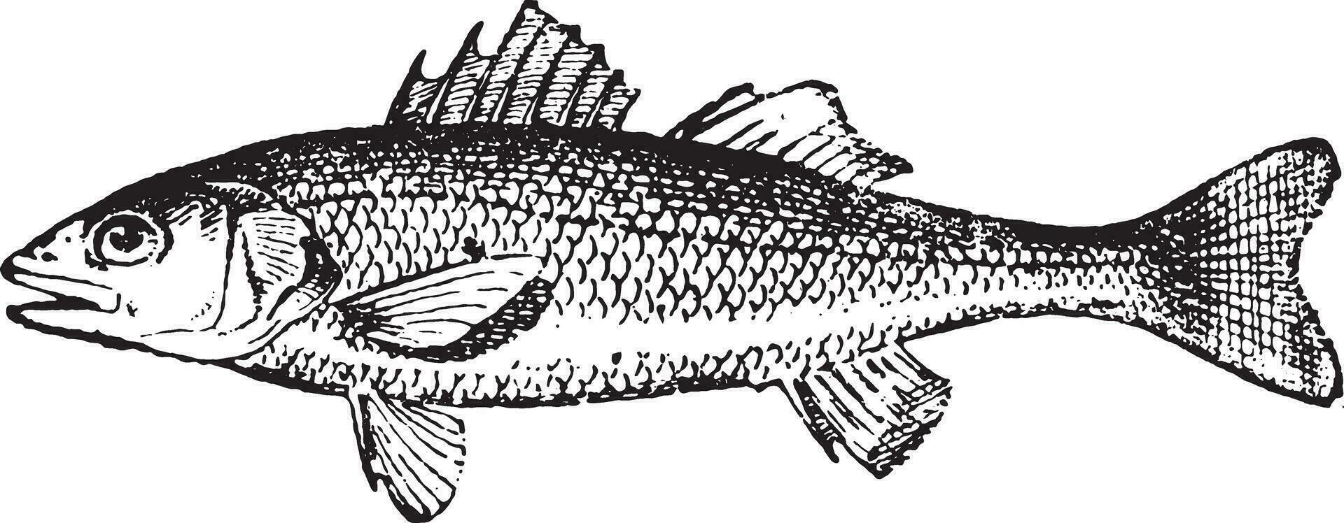 European seabass, vintage engraving. vector