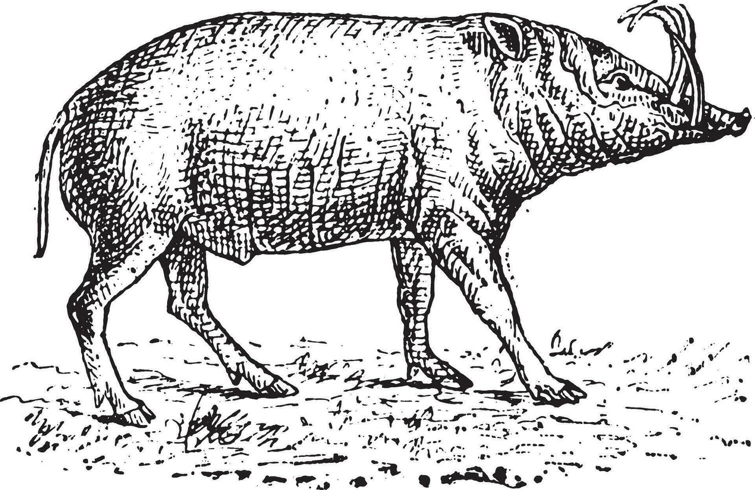 babirusa, Clásico grabado. vector