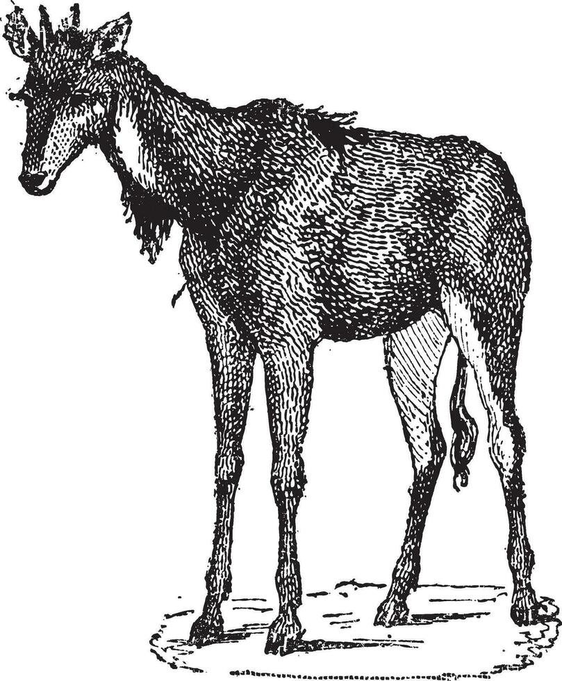 nilgai, nilgau o boselaphus tragocamello, Clásico grabado vector