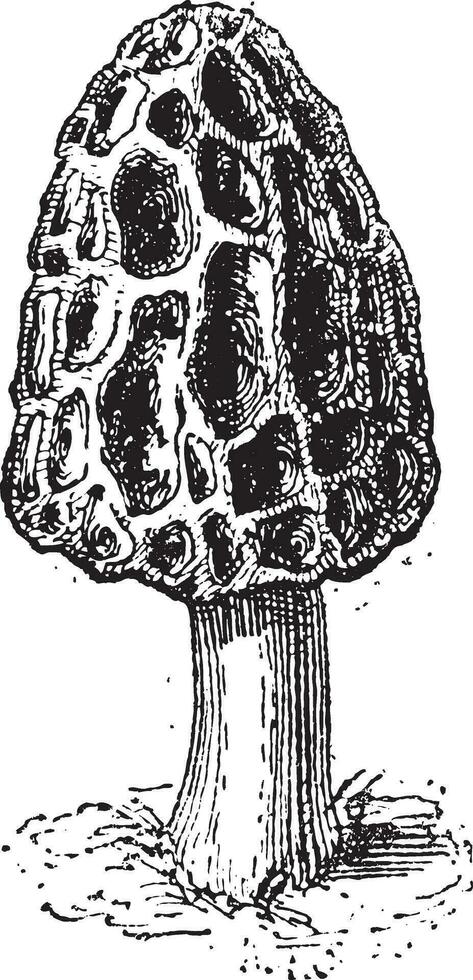 Morel or Morchella sp., vintage engraving vector
