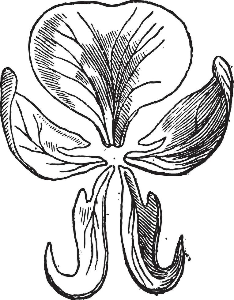 Pea or Pisum sativum, vintage engraving vector