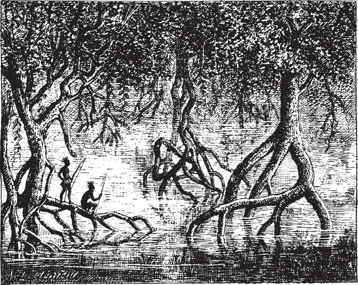 manglares, Clásico grabado. vector