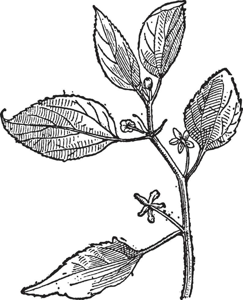 Hackberry or Prunus padus, vintage engraving vector