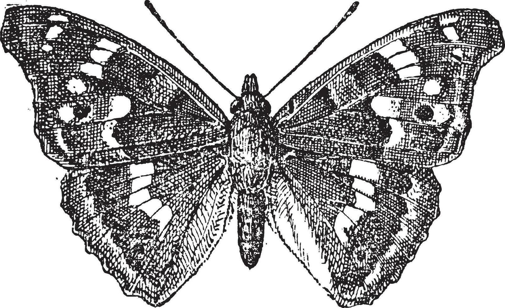 Lesser Purple Emperor or Apatura ilia, vintage engraving vector