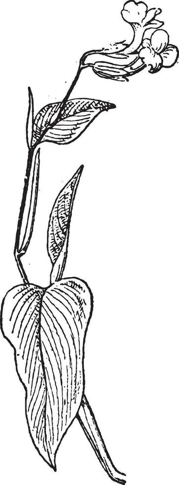 arrurruz o maranta arundinacea, Clásico grabado vector