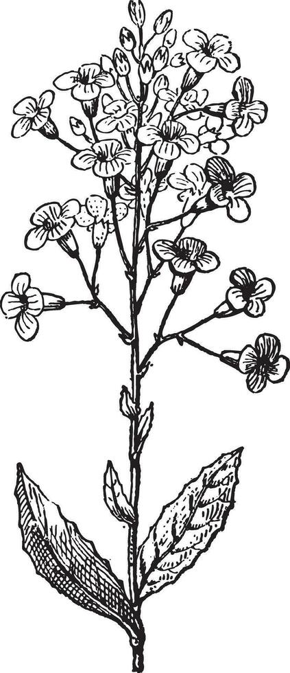 dama cohete o hesperis matrona, Clásico grabado vector