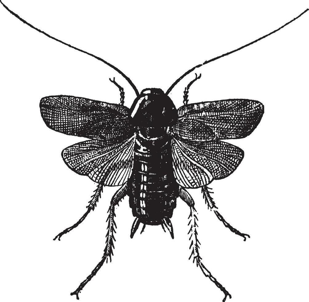 Fig 83. Cockroach, vintage engraving. vector