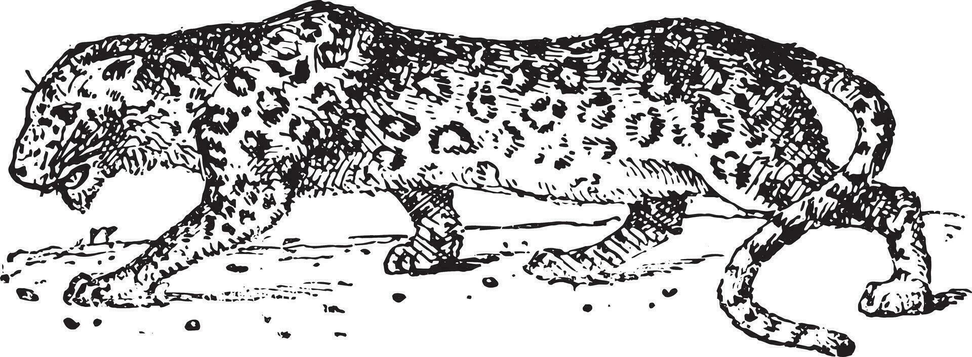 Panther, vintage engraving. vector