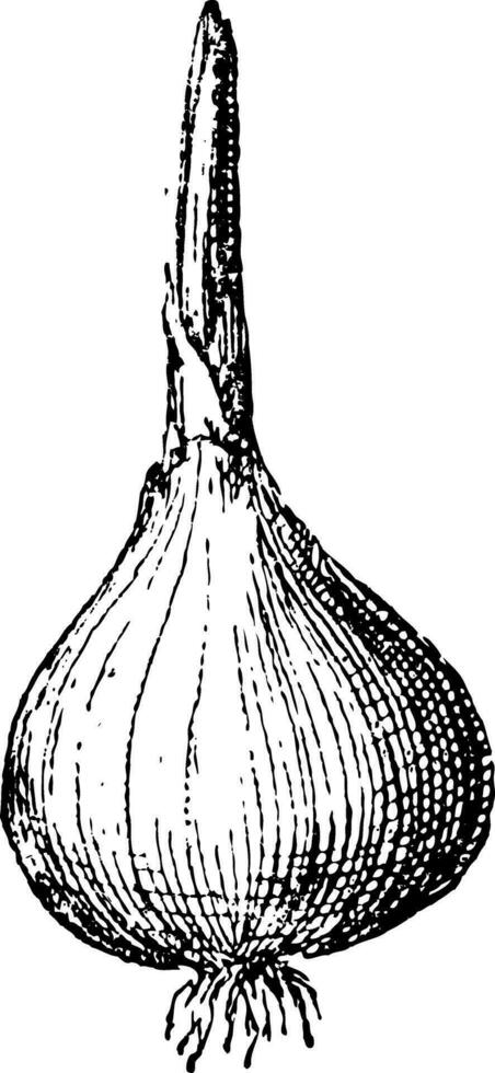 cebolla o allium cepa, Clásico grabado vector