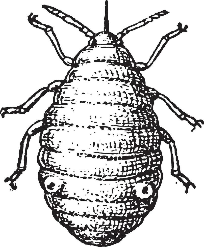 Aphid or plant lice, vintage engraving. vector