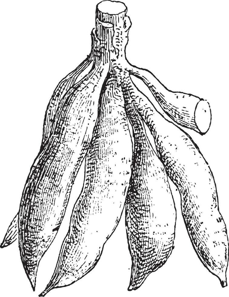 mandioca o manihot esculenta, Clásico grabado vector