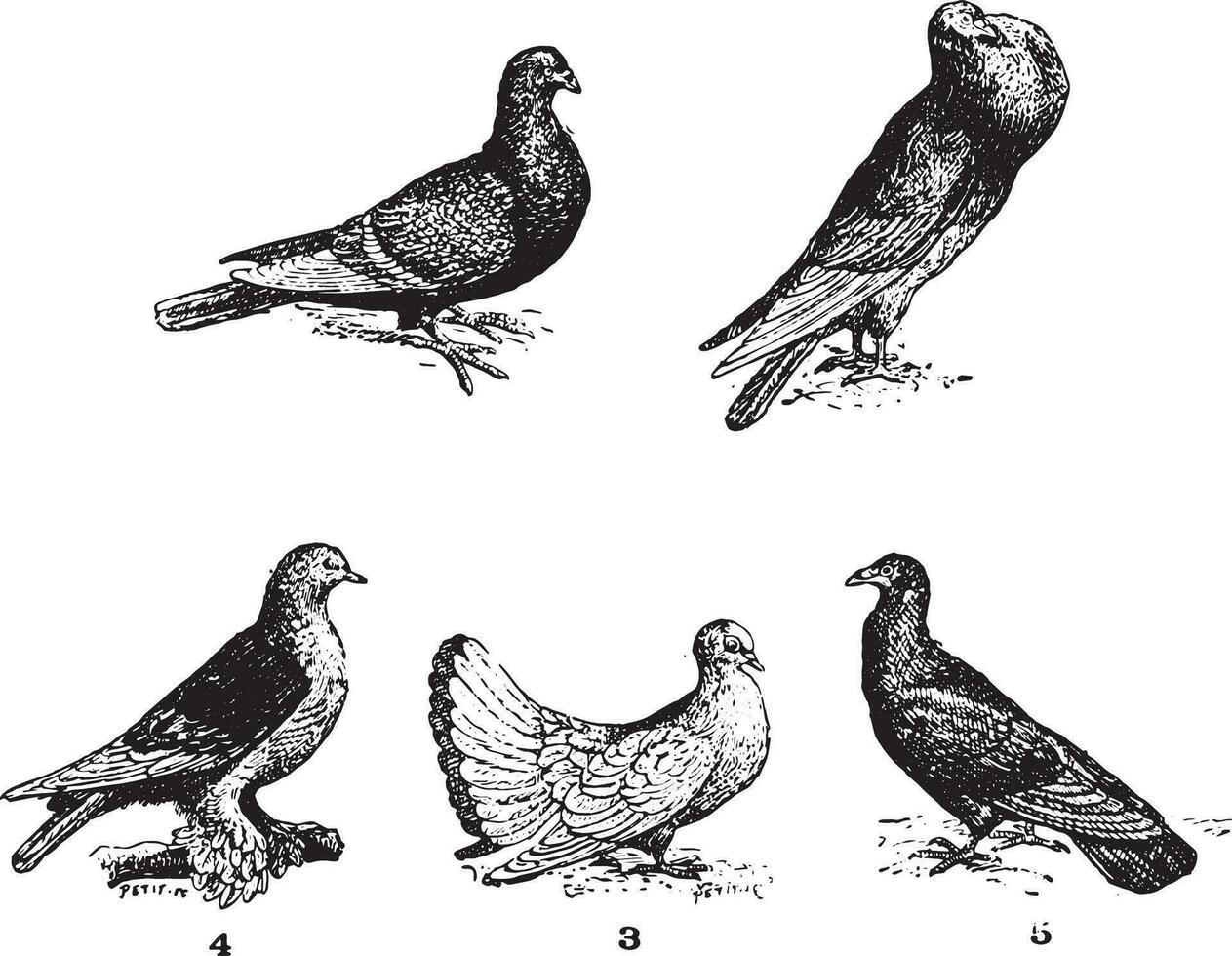 Pigeons, vintage engraving. vector