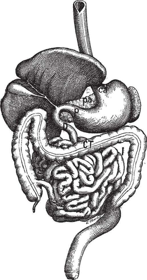 intestino, Clásico grabado. vector